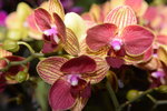 07032014_Hong Kong Flower Show_Orchud00011