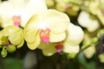07032014_Hong Kong Flower Show_Orchud00016