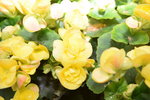 07032014_Hong Kong Flower Show_Species of  Flowers00025