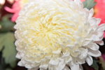 07032014_Hong Kong Flower Show_Species of  Flowers00028