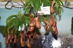 07032014_Hong Kong Flower Show_Species of  Flowers00030