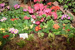 07032014_Hong Kong Flower Show_Species of  Flowers00031