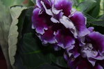 07032014_Hong Kong Flower Show_Species of  Flowers00033