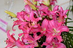 07032014_Hong Kong Flower Show_The Venue and the Exhibitions00046
