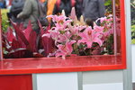 07032014_Hong Kong Flower Show_The Venue and the Exhibitions00047