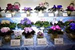 07032014_Hong Kong Flower Show_The Venue and the Exhibitions00049