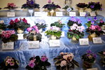 07032014_Hong Kong Flower Show_The Venue and the Exhibitions00050