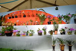 07032014_Hong Kong Flower Show_The Venue and the Exhibitions00053