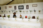 07032014_Hong Kong Flower Show_The Venue and the Exhibitions00054