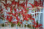 07032014_Hong Kong Flower Show_The Venue and the Exhibitions00064