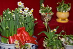 07032014_Hong Kong Flower Show_The Venue and the Exhibitions00074
