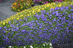 07032014_Hong Kong Flower Show_The Venue and the Exhibitions00105