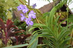 07032014_Hong Kong Flower Show_The Venue and the Exhibitions00125