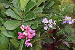 07032014_Hong Kong Flower Show_The Venue and the Exhibitions00126