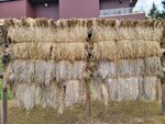 10102025_Samsung Galaxy Note Ultra 20_31 round to Hokkaido_Abashiri Prison Museum00072