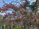 10102025_Samsung Galaxy Note Ultra 20_31 round to Hokkaido_Abashiri Prison Museum00131