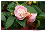 11032016_Hong Kong Flower Show_Camellia00003