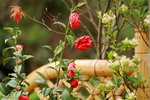 11032016_Hong Kong Flower Show_Camellia00004