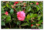11032016_Hong Kong Flower Show_Camellia00005