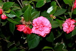 11032016_Hong Kong Flower Show_Camellia00006