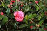 11032016_Hong Kong Flower Show_Camellia00008