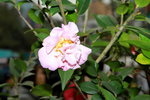 10032016_Hong Kong Flower Show_Camellia00009