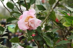 10032016_Hong Kong Flower Show_Camellia00012