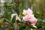 10032016_Hong Kong Flower Show_Camellia00013