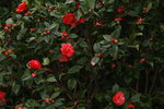 10032016_Hong Kong Flower Show_Camellia00014