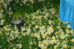10032016_Hong Kong Flower Show_Narcissus00005