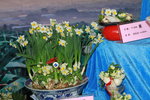 10032016_Hong Kong Flower Show_Narcissus00006
