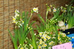 10032016_Hong Kong Flower Show_Narcissus00007