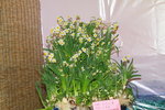 10032016_Hong Kong Flower Show_Narcissus00008