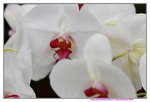 11032016_Hong Kong Flower Show_Orchid00015