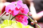 11032016_Hong Kong Flower Show_Orchid00018