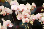 11032016_Hong Kong Flower Show_Orchid00020