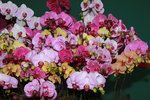 11032016_Hong Kong Flower Show_Orchid00021