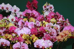 11032016_Hong Kong Flower Show_Orchid00022