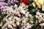 11032016_Hong Kong Flower Show_Orchid00026