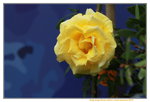 11032016_Hong Kong Flower Show_Rose00016