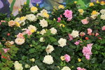 11032016_Hong Kong Flower Show_Rose00022