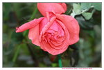 11032016_Hong Kong Flower Show_Rose00032