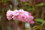 11032016_Hong Kong Flower Show_Sakura00015