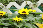 11032016_Hong Kong Flower Show_Sunflower00002