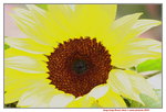 11032016_Hong Kong Flower Show_Sunflower00005