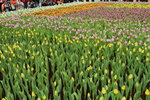 11032016_Hong Kong Flower Show_Tulip00001