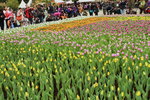 11032016_Hong Kong Flower Show_Tulip00002