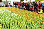 11032016_Hong Kong Flower Show_Tulip00003