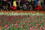11032016_Hong Kong Flower Show_Tulip00004