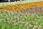 11032016_Hong Kong Flower Show_Tulip00008
